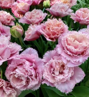 Detail růžových třepenitých tulipánů